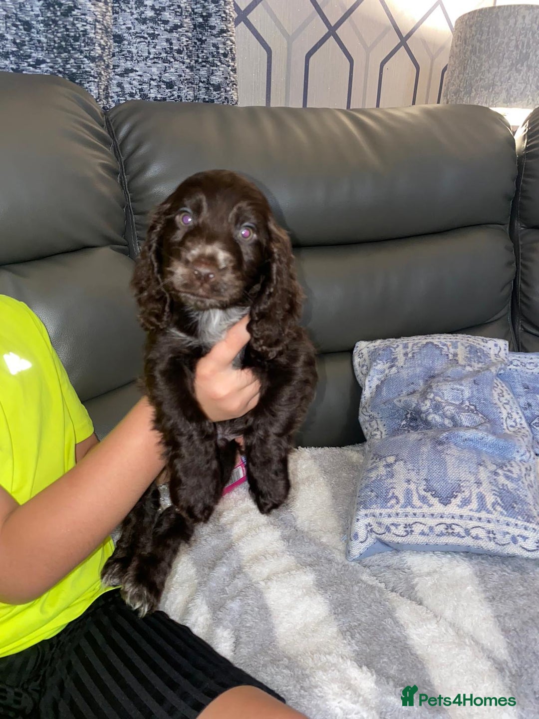 Cocker Spaniel dogs for sale: 5 th Generation Cocker Spaniel Pups/Ready to leave - Image 9