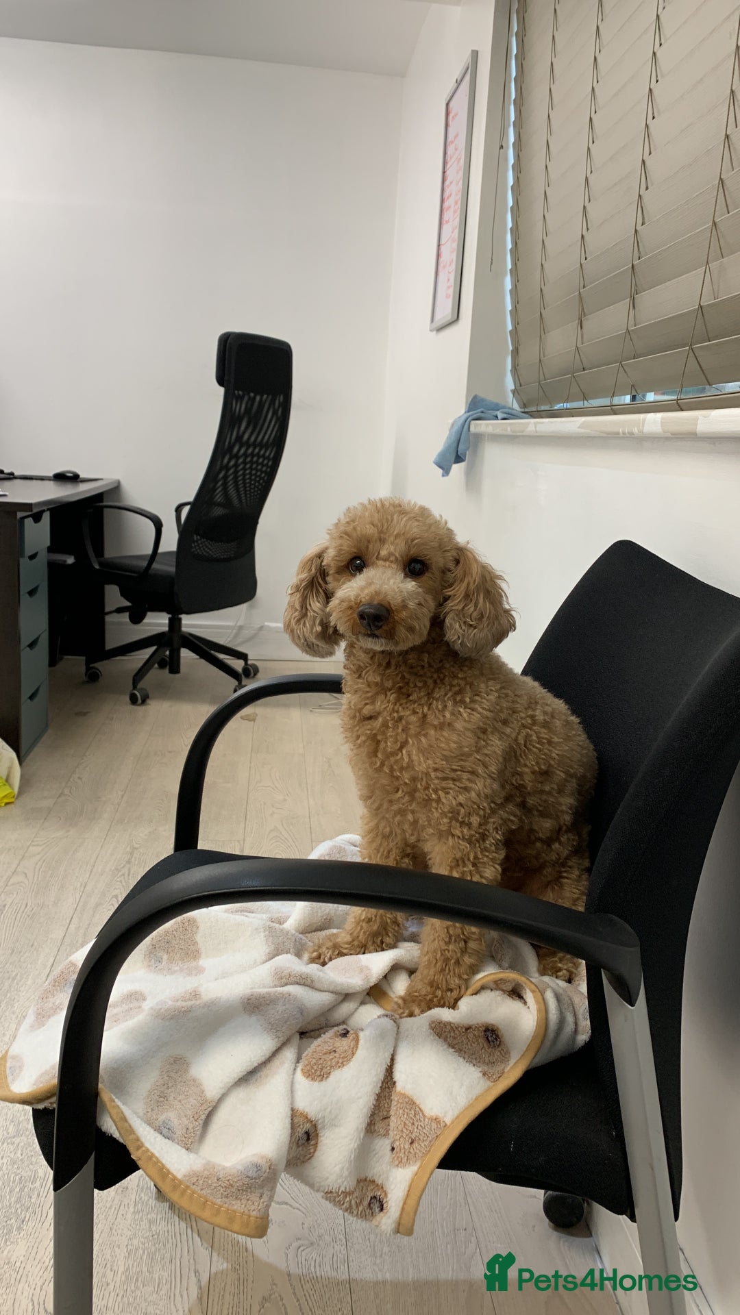Toy Poodle dogs for sale: Fully trained red toy poodle - Image 5