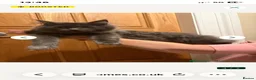 Maine Coon cats for sale: Maine Coon girl 9 months - Advert 1