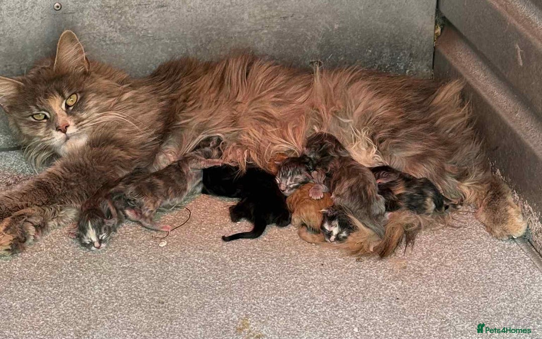 Maine Coon cats for sale: TICA registered large Maine Coon kittens - Image 19