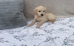 Golden Retriever dogs for sale: Golden retriever puppies  - Image 11