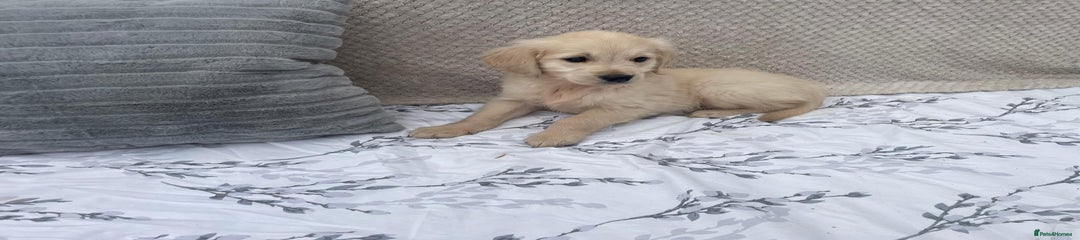 Golden Retriever Puppy 3