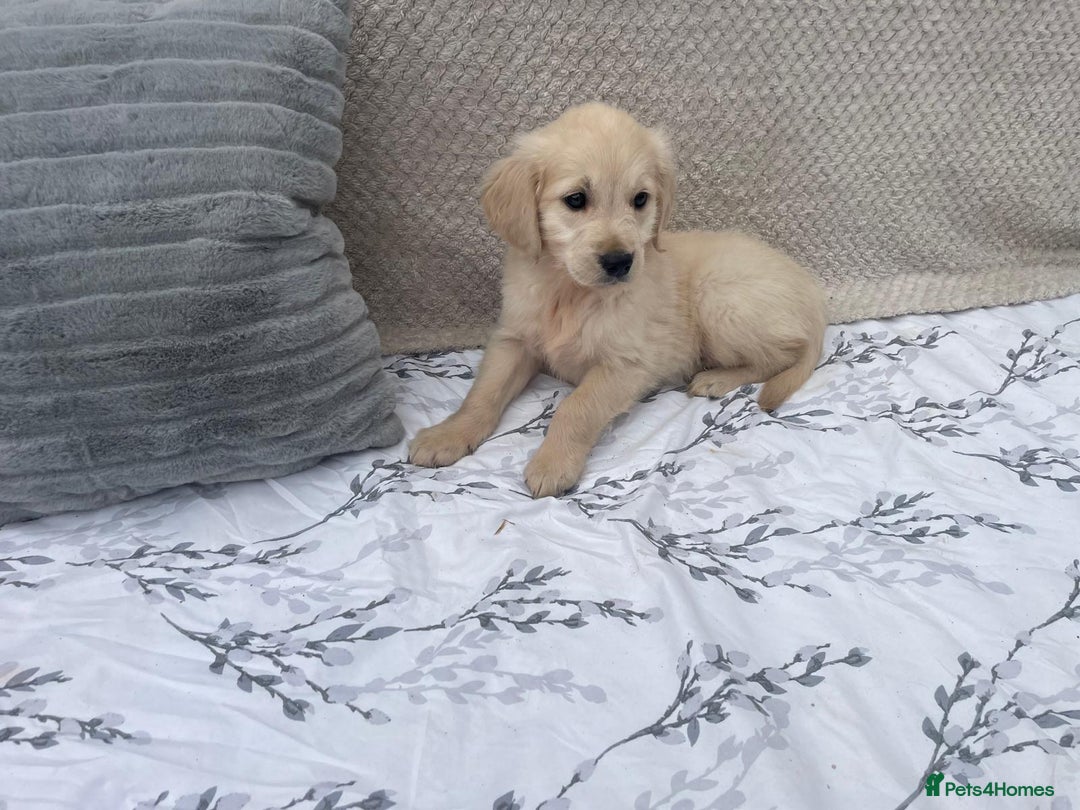 Golden Retriever dogs for sale: Golden retriever puppies  - Image 11