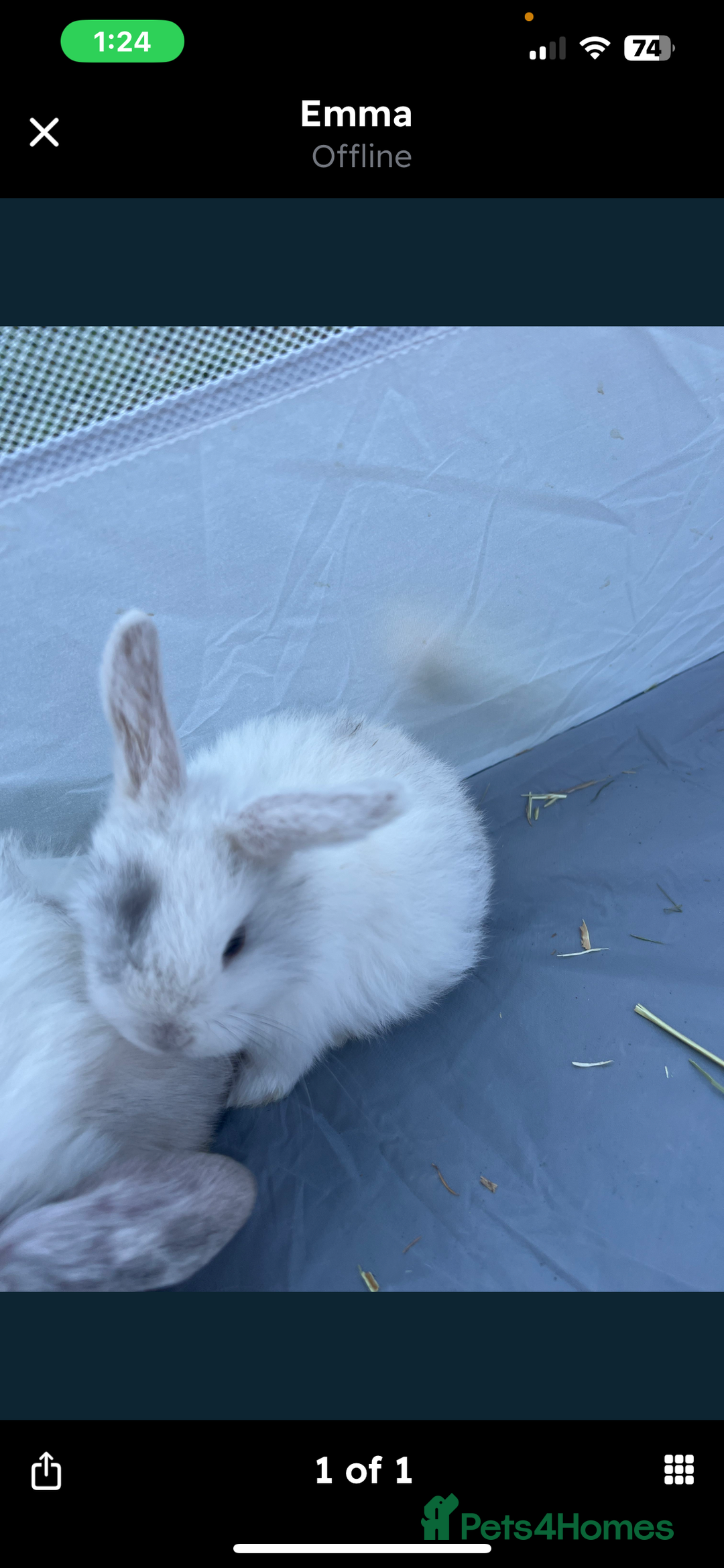 Mini Lop rabbits for sale: Mini lop rabbit - Image 2