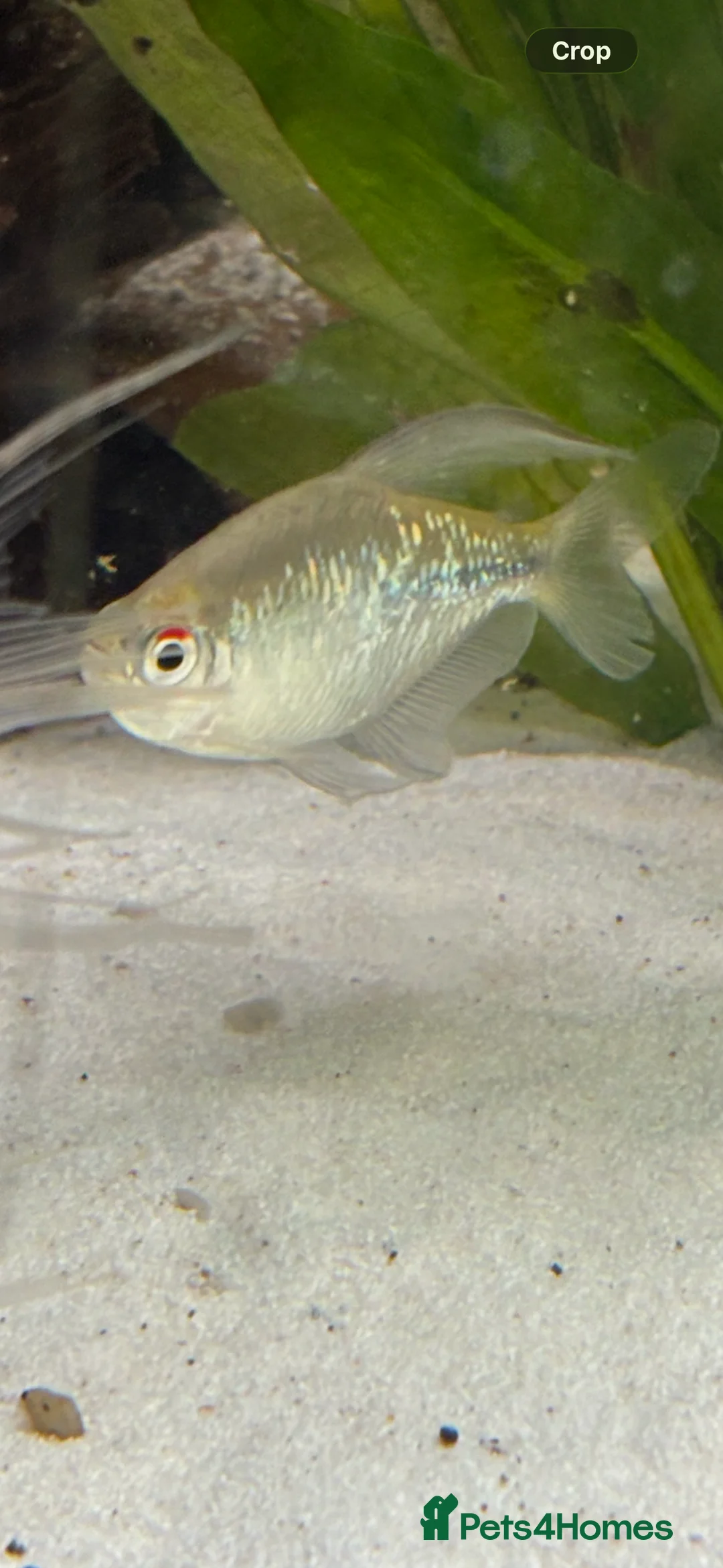 Tetras fish for sale: Emerald neon tetra. Stunning, simmering.  - Advert 4