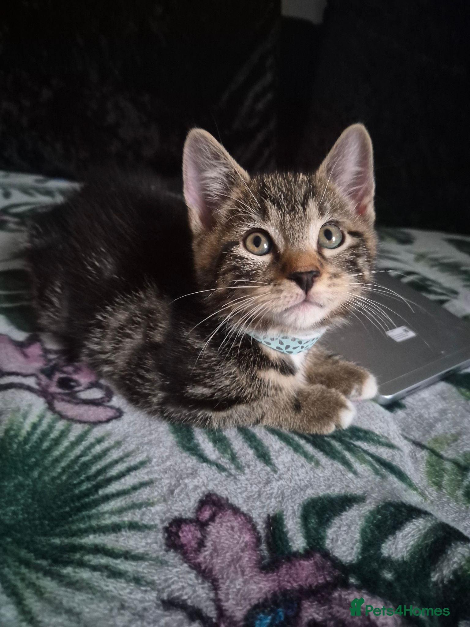 Domestic Shorthair cats Kitten  - Advert 1