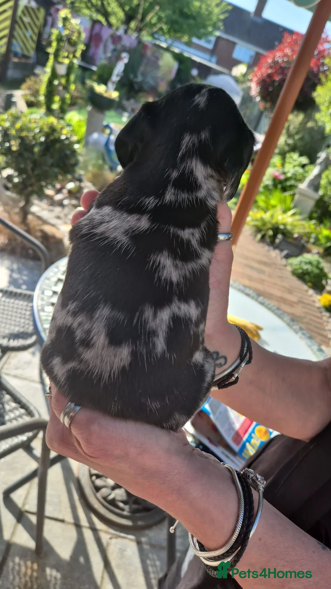 Miniature Dachshund dogs for sale: My most stunning mini-dachunds x - Advert 2