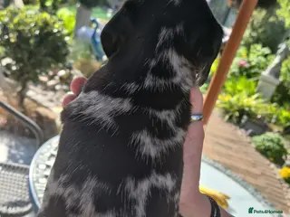 Miniature Dachshund dogs My most stunning mini-dachunds x - Advert 18