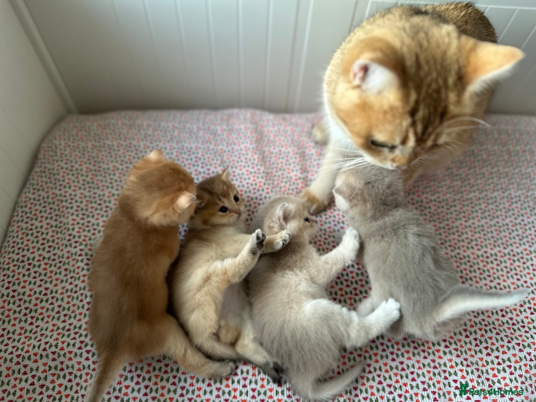 British Shorthair cats for sale: British Shorthair Golden & Bluegolden kitten GCCF - Image 28