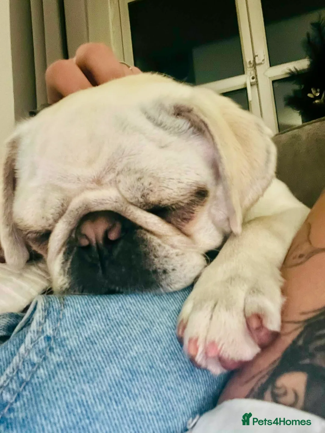 Pug dogs for sale: White female pug  - Advert 8