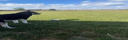 Huskita dogs for stud: Huskita for stud in Corby - Advert 1