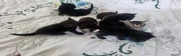 Mixed Breed cats for sale: Adorable and playful kittens - Advert 5