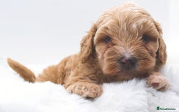Cavapoo dogs for sale: Extensively health tested F1b teddy bear Cavapoos  - Advert 11