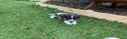 English Springer Spaniel dogs for sale: Beautiful springer spaniel puppies - Advert 19