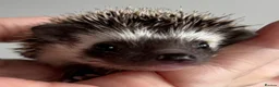 Pygmy Hedgehog rodents for sale: African Pygmy Hedgehog Ethically Bred  - Advert 5