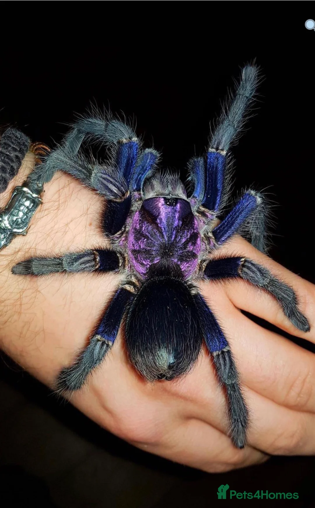 Tarantulas invertebrates for sale: Beautiful Dom Purple Tarantula for sale - Advert 1