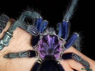 Tarantulas invertebrates Beautiful Dom Purple Tarantula for sale - Advert 9