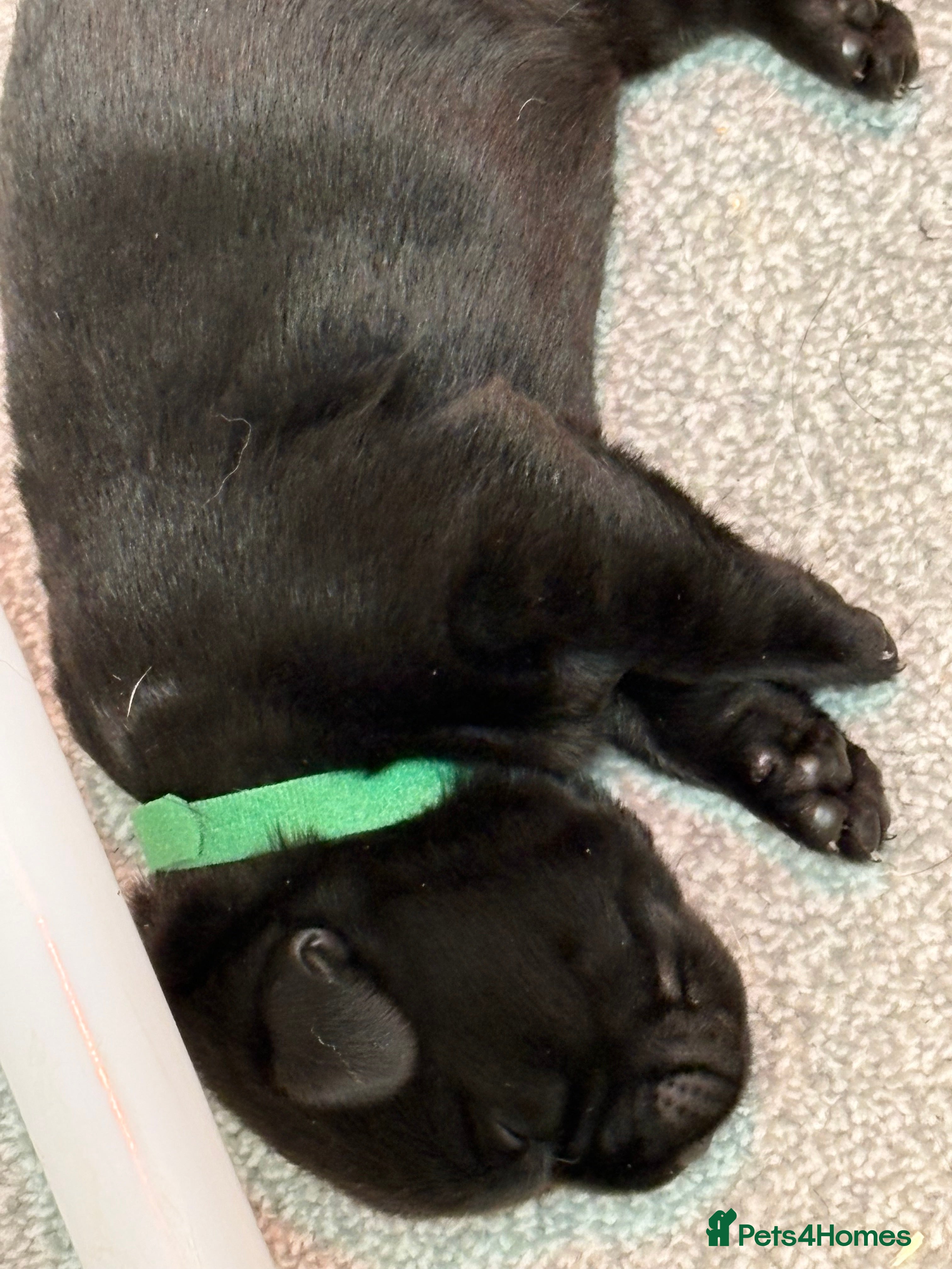 Labrador Retriever dogs THEY HAVE ARRIVED BEAUTIFUL CHUNKY LAB PUPPYS  - Advert 4