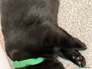 Labrador Retriever dogs THEY HAVE ARRIVED BEAUTIFUL CHUNKY LAB PUPPYS - Advert 1