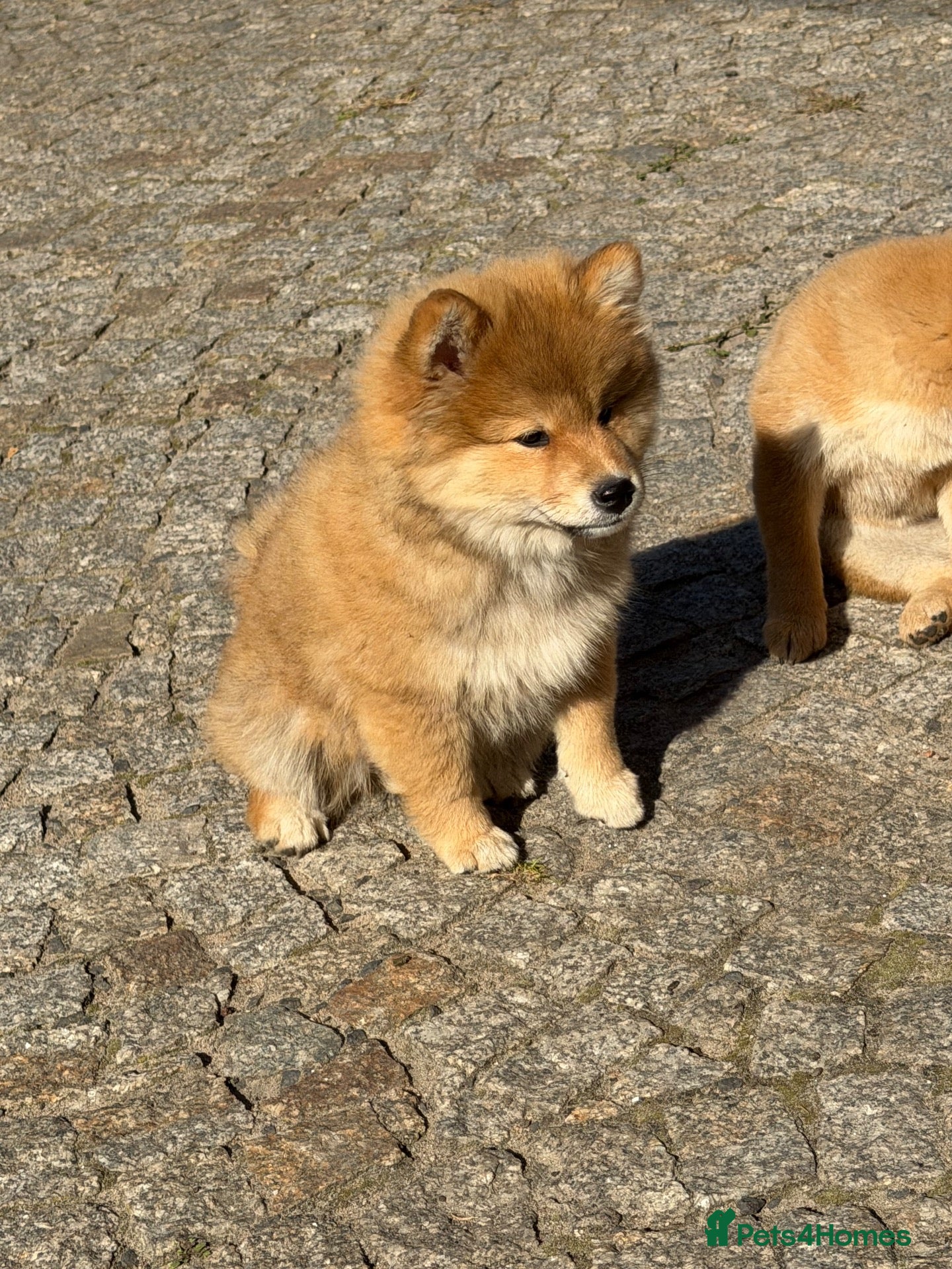 Japanese Shiba Inu dogs Shiba Inu puppies parents health tested  - Advert 1