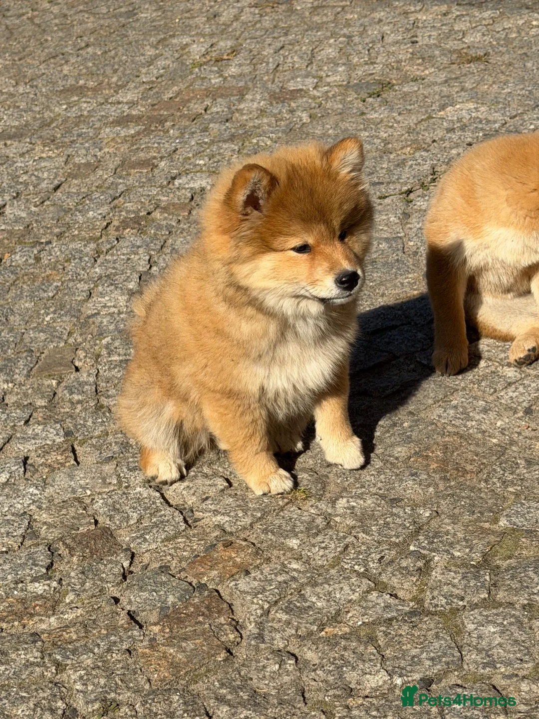 Japanese Shiba Inu dogs for sale: Shiba Inu puppies parents health tested  - Advert 1