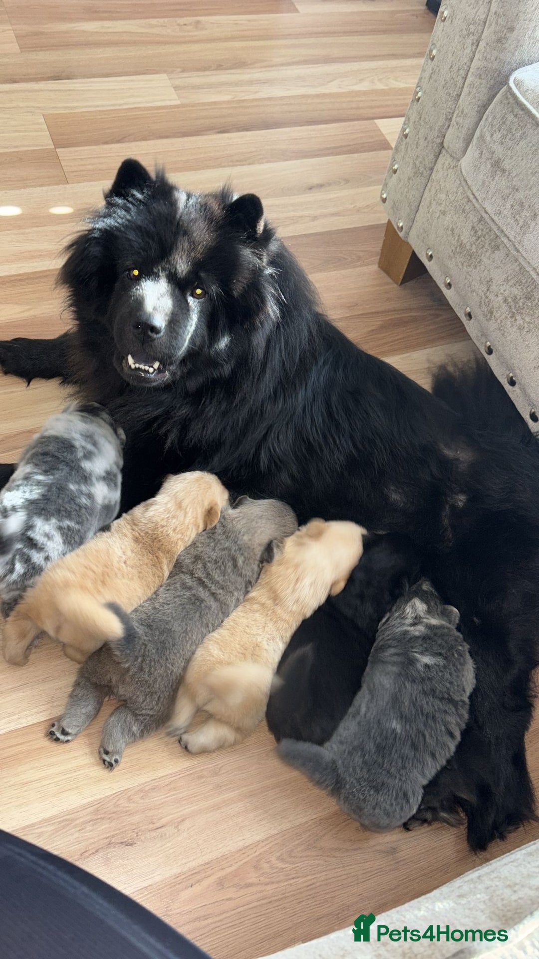 Chow Chow dogs for sale: Merle Chow Chow Pups 🐻 - Image 17