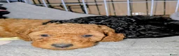 Toy Poodle dogs for stud: Toy Poodle for Stud - Advert 15