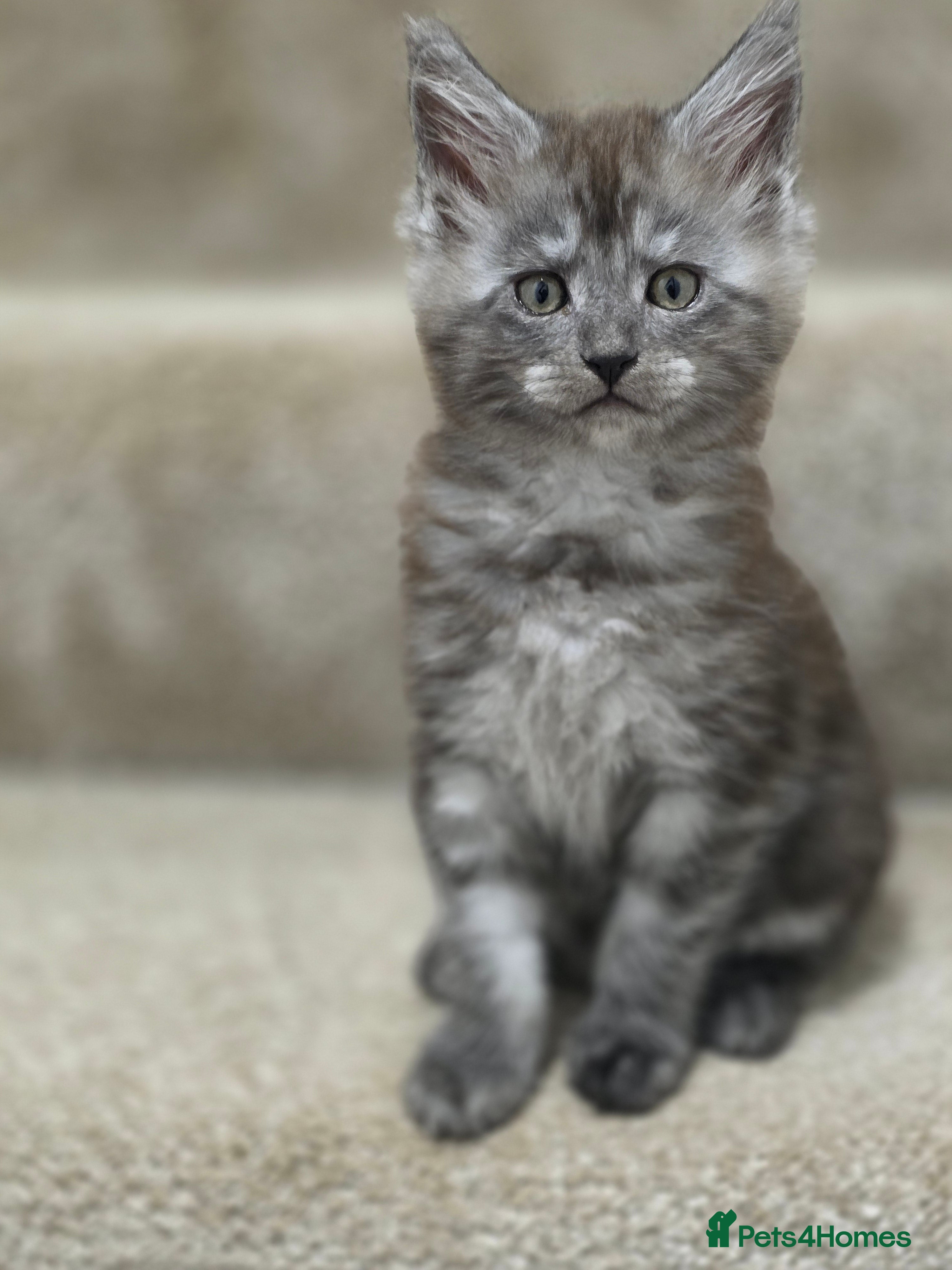 Maine Coon cats Stunning Maine Coon Kittens for sale/ Reservation  - Advert 4