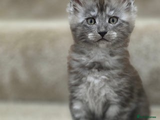 Maine Coon cats Stunning Maine Coon Kittens for sale/ Reservation - Advert 4