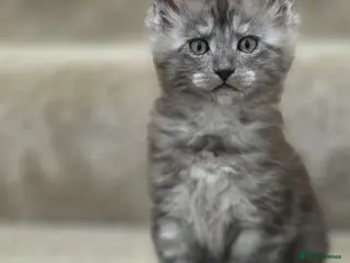 Maine Coon cats Stunning Maine Coon Kittens for sale/ Reservation - Advert 9