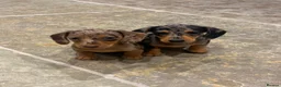 Miniature Dachshund dogs for sale: 2 stunning dapple miniature dachshunds  - Advert 7