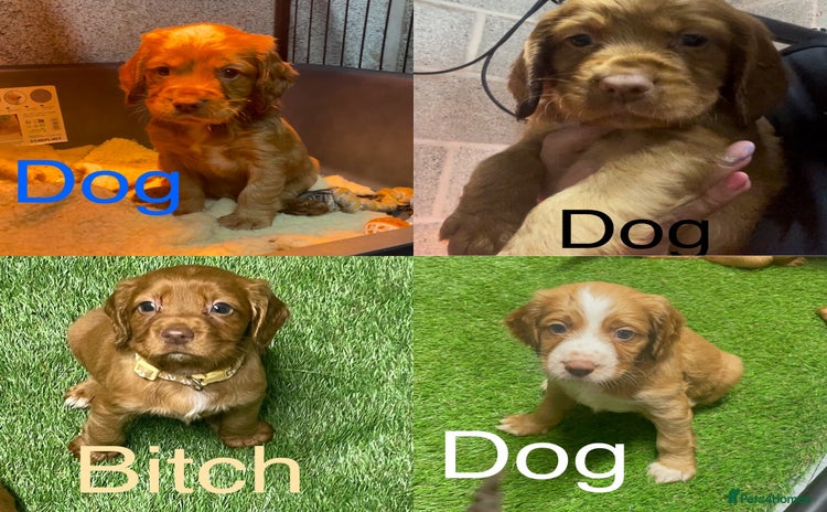 Cocker Spaniel dogs - Advert 4