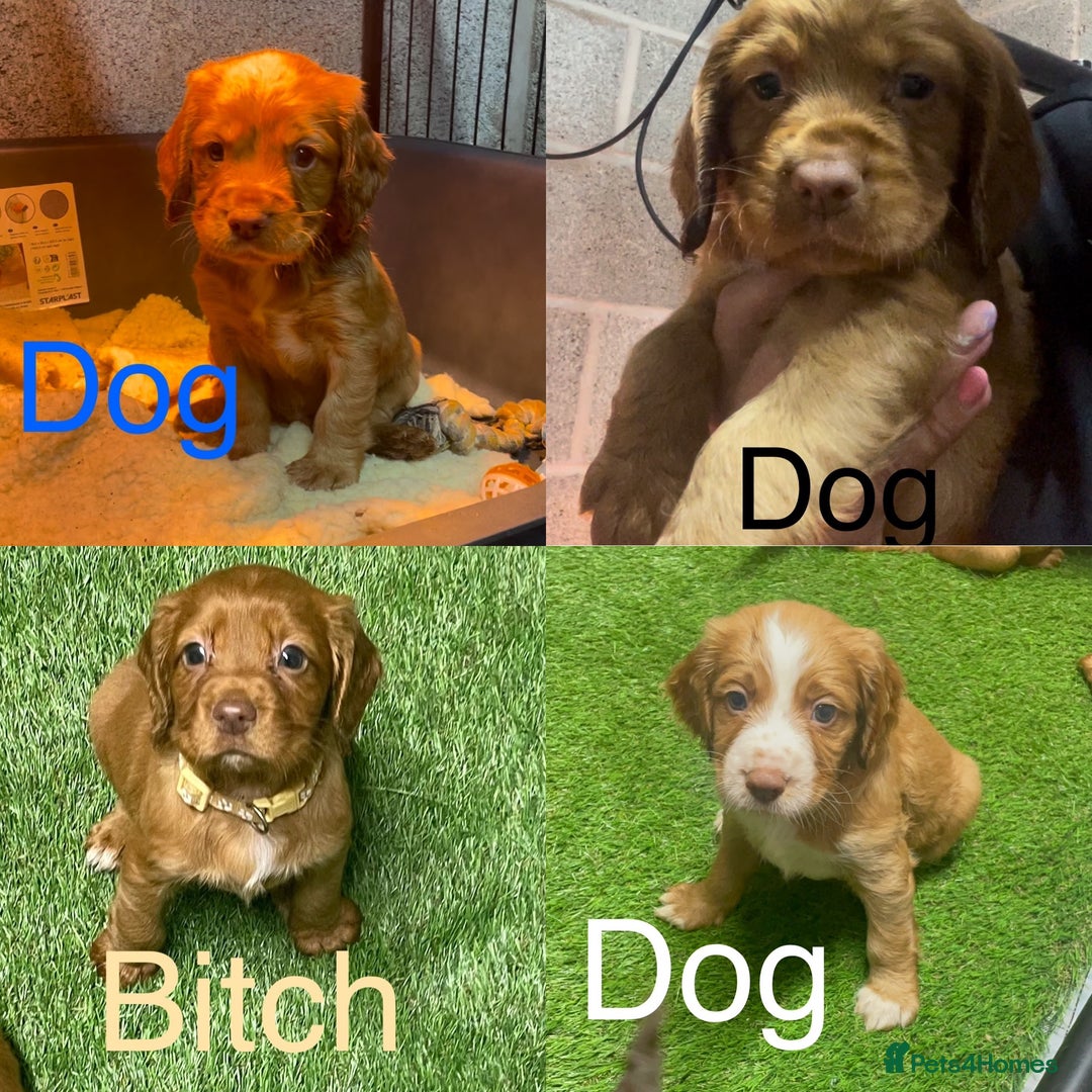 Cocker Spaniel dogs for sale: Make Working cocker spaniel puppies  - Image 1