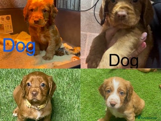 Cocker Spaniel dogs - Advert 12