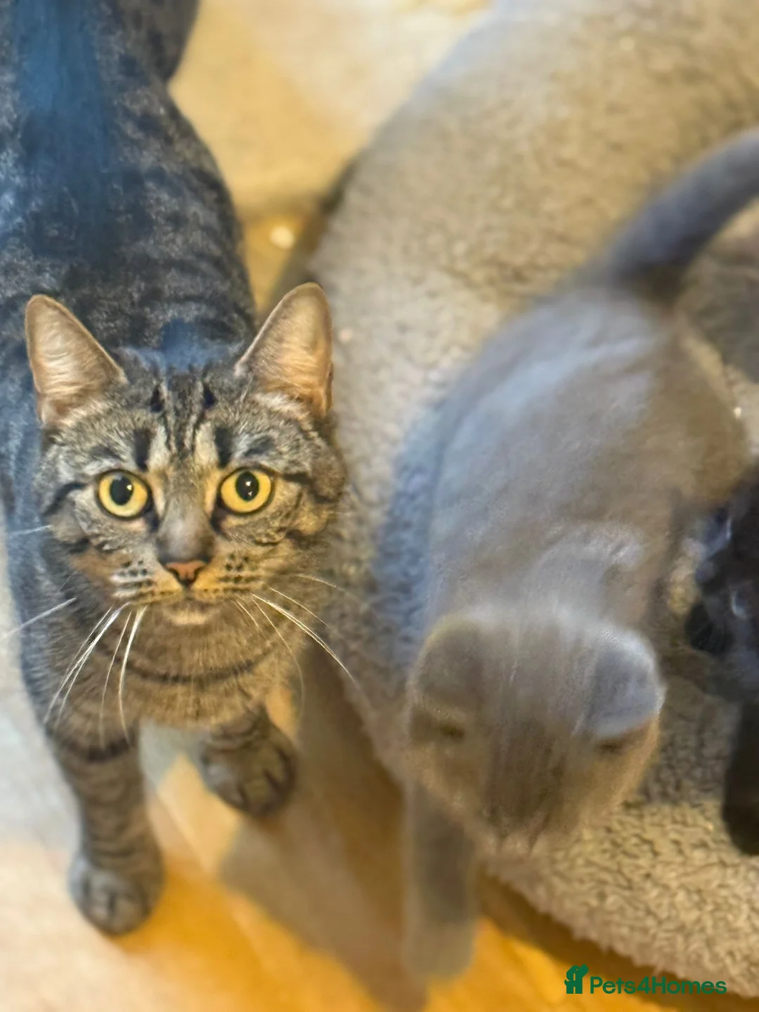 Mixed Breed cats for sale: 🤩 5 beautiful babies 🤩 in Milton Keynes - Advert 2