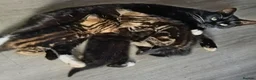 Mixed Breed cats for sale: Kittens in Shotts - Advert 2