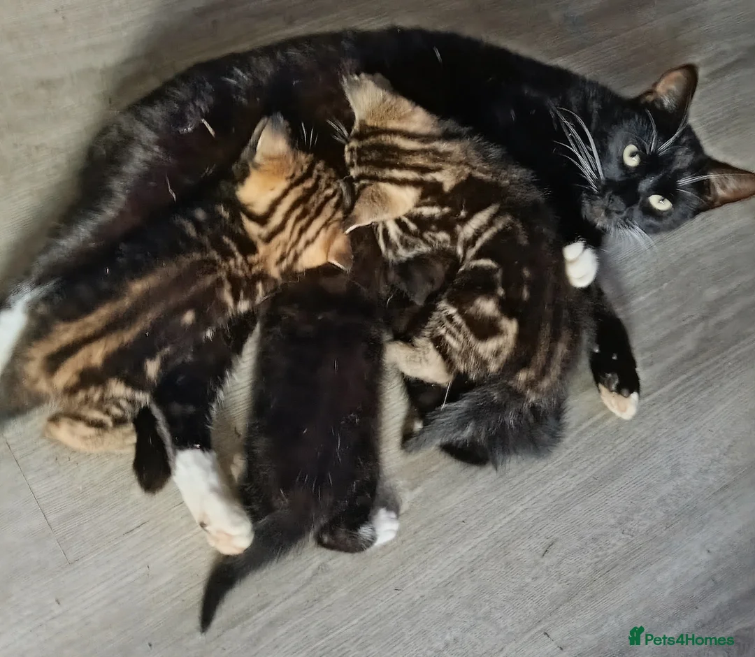 Mixed Breed cats for sale: Kittens in Shotts - Advert 2