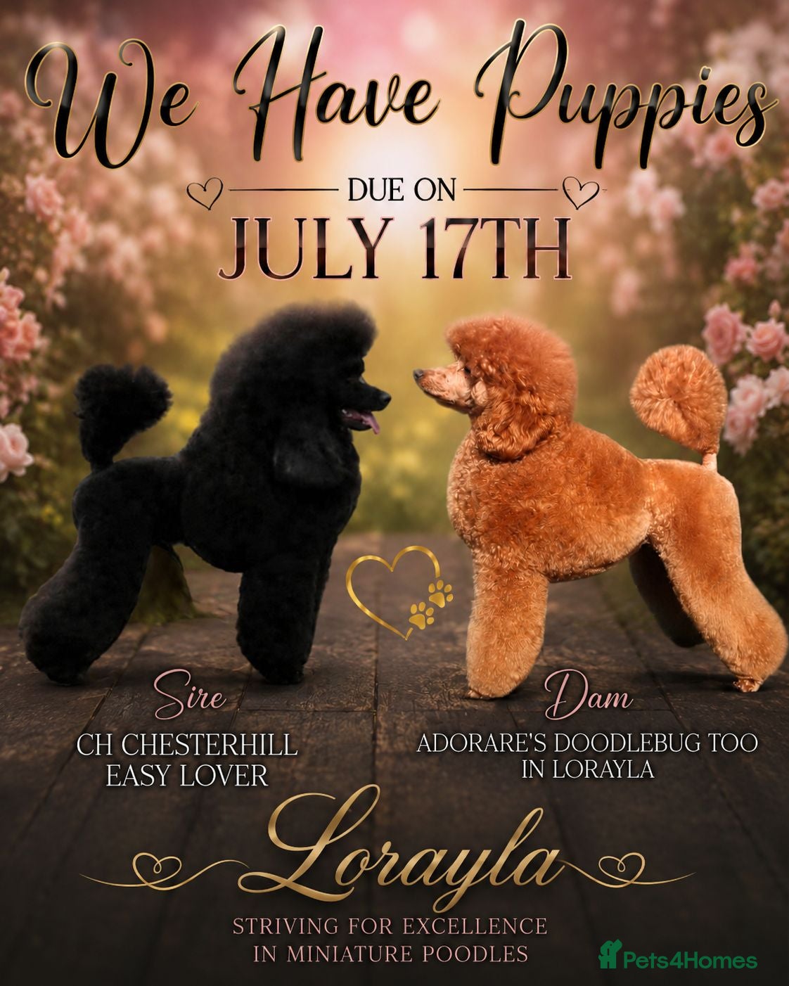 Miniature Poodle dogs Beautiful Minature Poodles - Advert 1