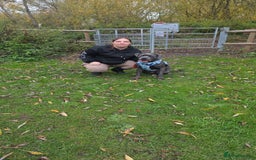 Mixed Breed dogs for sale: Cane corso  - Image 10