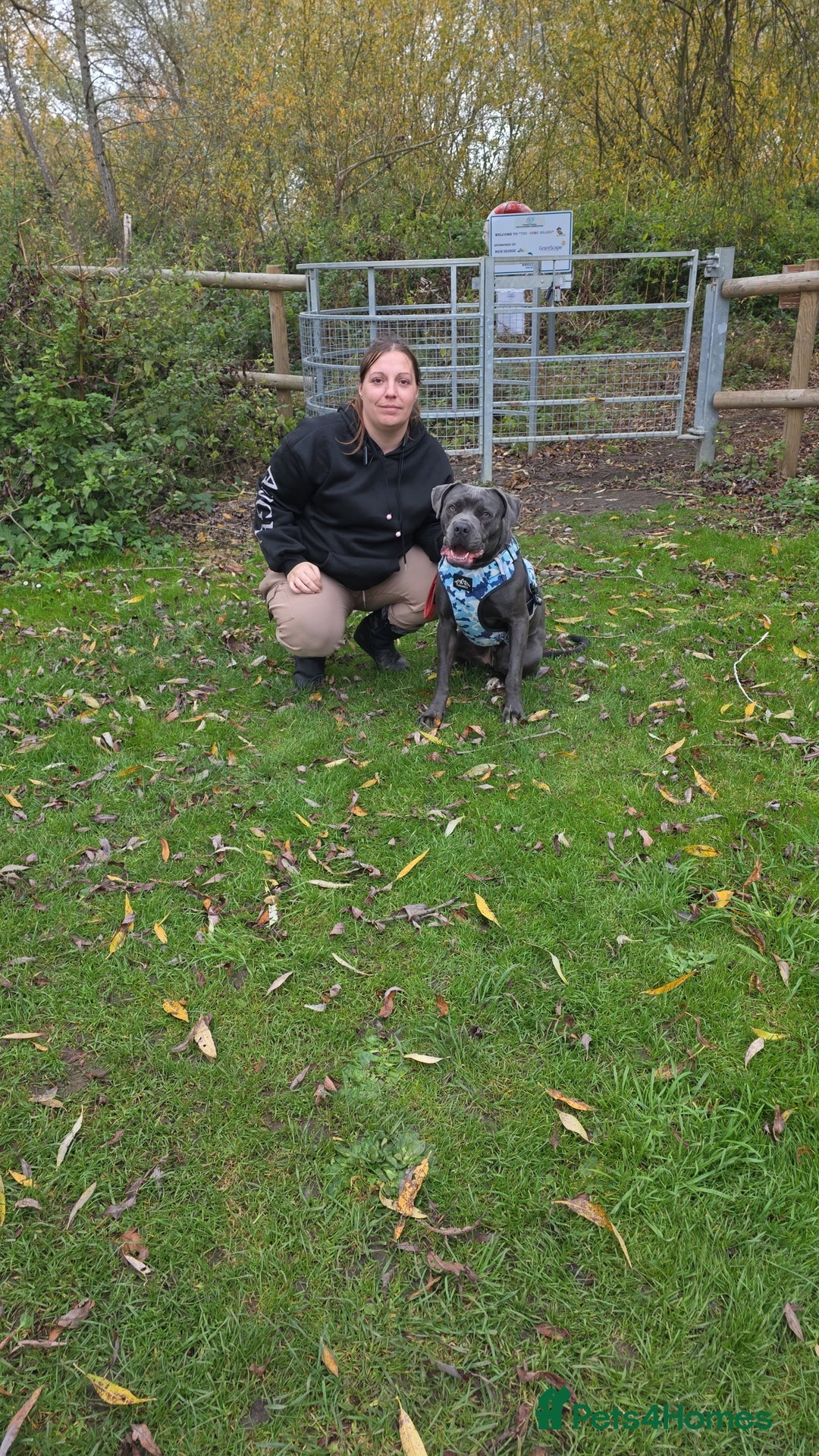 Mixed Breed dogs for sale: Cane corso  - Image 10