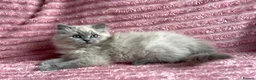 Mixed Breed cats for sale: Beautiful ragdoll x Persian kittens - Advert 7
