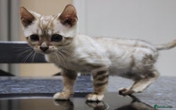 Bengal cats for sale: CUTE SNOW LYNX (BLUE-EYED) MALE BENGAL KITTEN - Image 7