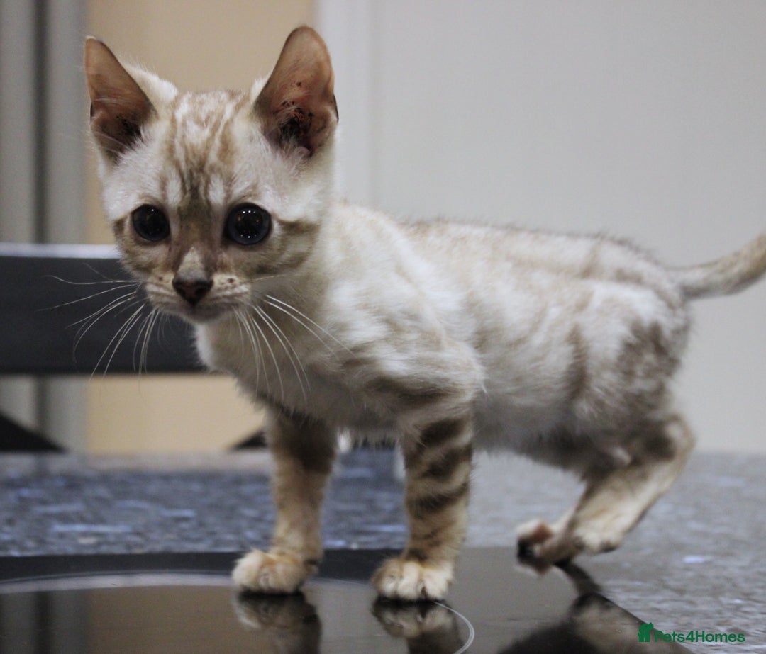 Bengal cats for sale: CUTE SNOW LYNX (BLUE-EYED) MALE BENGAL KITTEN - Image 7
