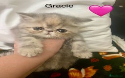 Persian cats for sale: EXCEPTIONAL LITTER PERSIAN EXOTIC KITTENS - Image 6