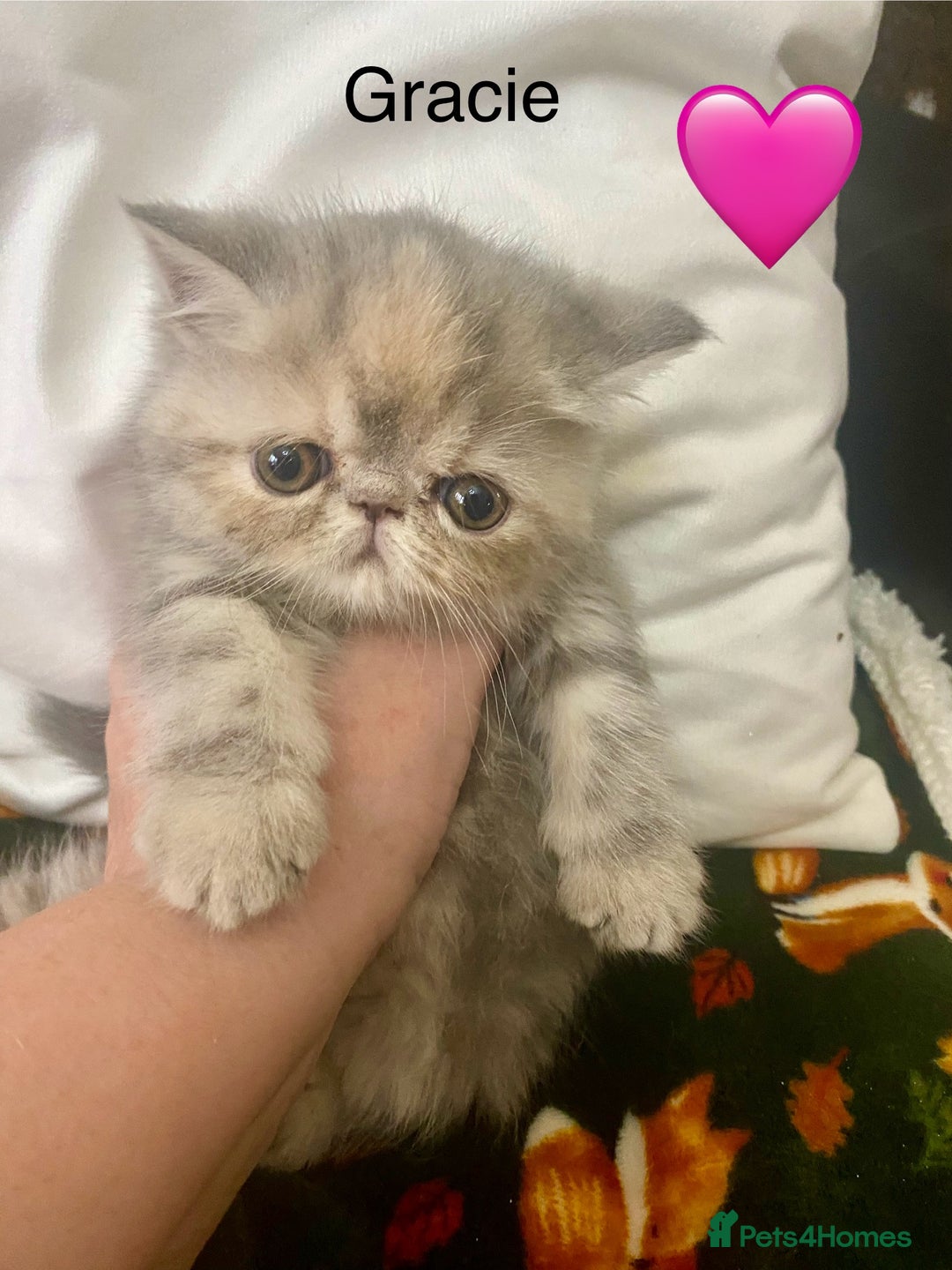 Persian cats for sale: EXCEPTIONAL LITTER PERSIAN EXOTIC KITTENS - Image 6