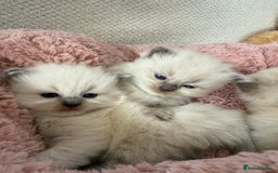 Ragdoll cats for sale: Stunning Bluepoint Ragdoll Kittens for sale - Image 10