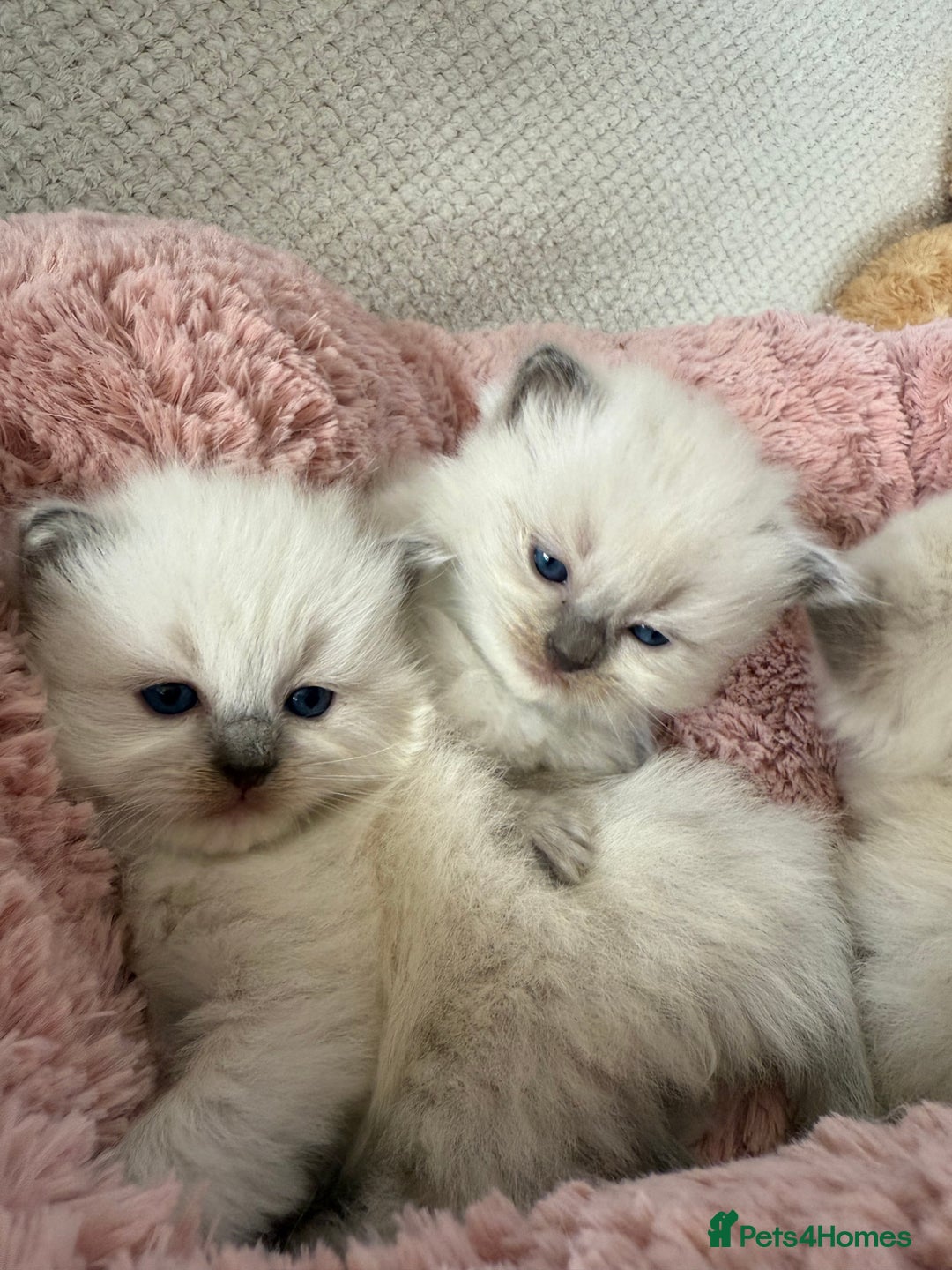 Ragdoll cats for sale: Stunning Bluepoint Ragdoll Kittens for sale - Image 10