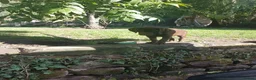 Labrador Retriever dogs for sale: Adorable KC Reg Labrador puppies  - Advert 3