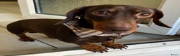 Miniature Dachshund dogs for sale: 💔LOVING HOME WANTED FOR 2 MINIATURE DACHSHUNDS 💔 in Doncaster - Advert 8