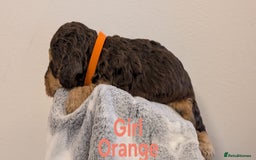 Cockapoo dogs for sale: Beautiful Cockapoo puppies 🐶 😍  - Image 19